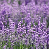 Aromatizador de Ambiente - Lavanda