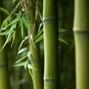 Aromatizador de Ambiente - Bamboo